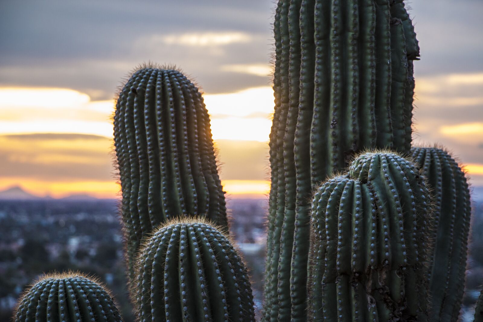 Canon EOS 70D sample photo. Arizona desert, saguaro cactus photography
