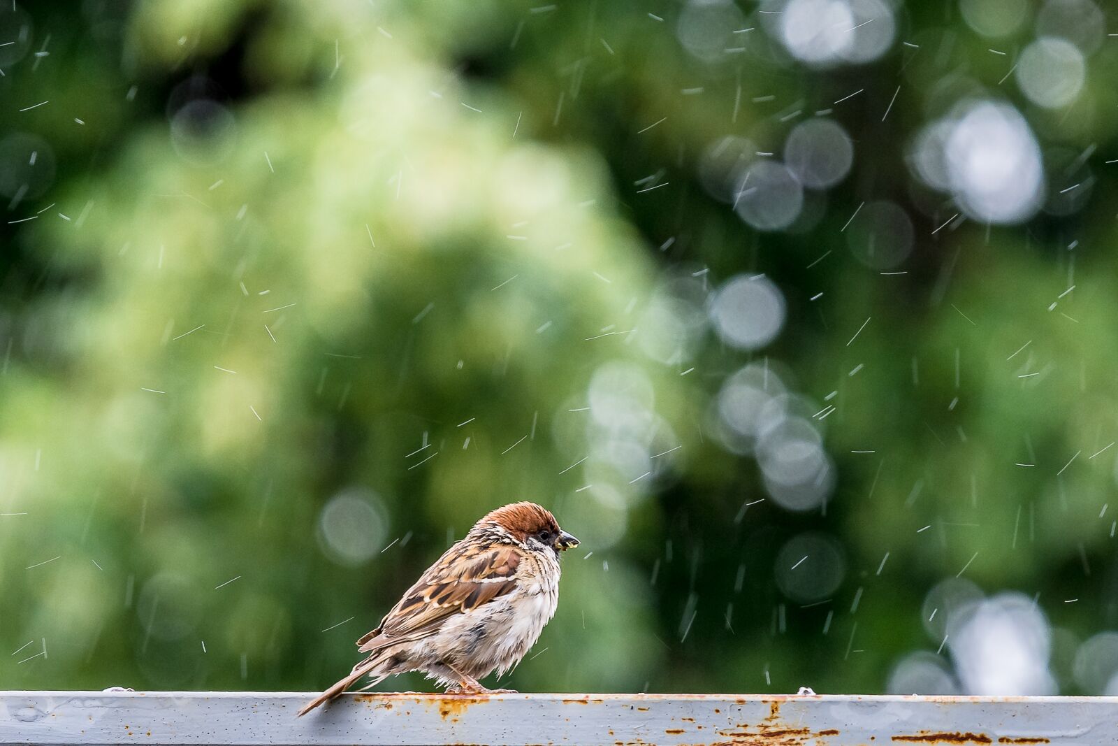Nikon D7200 sample photo. Birds, sparrow, rain photography