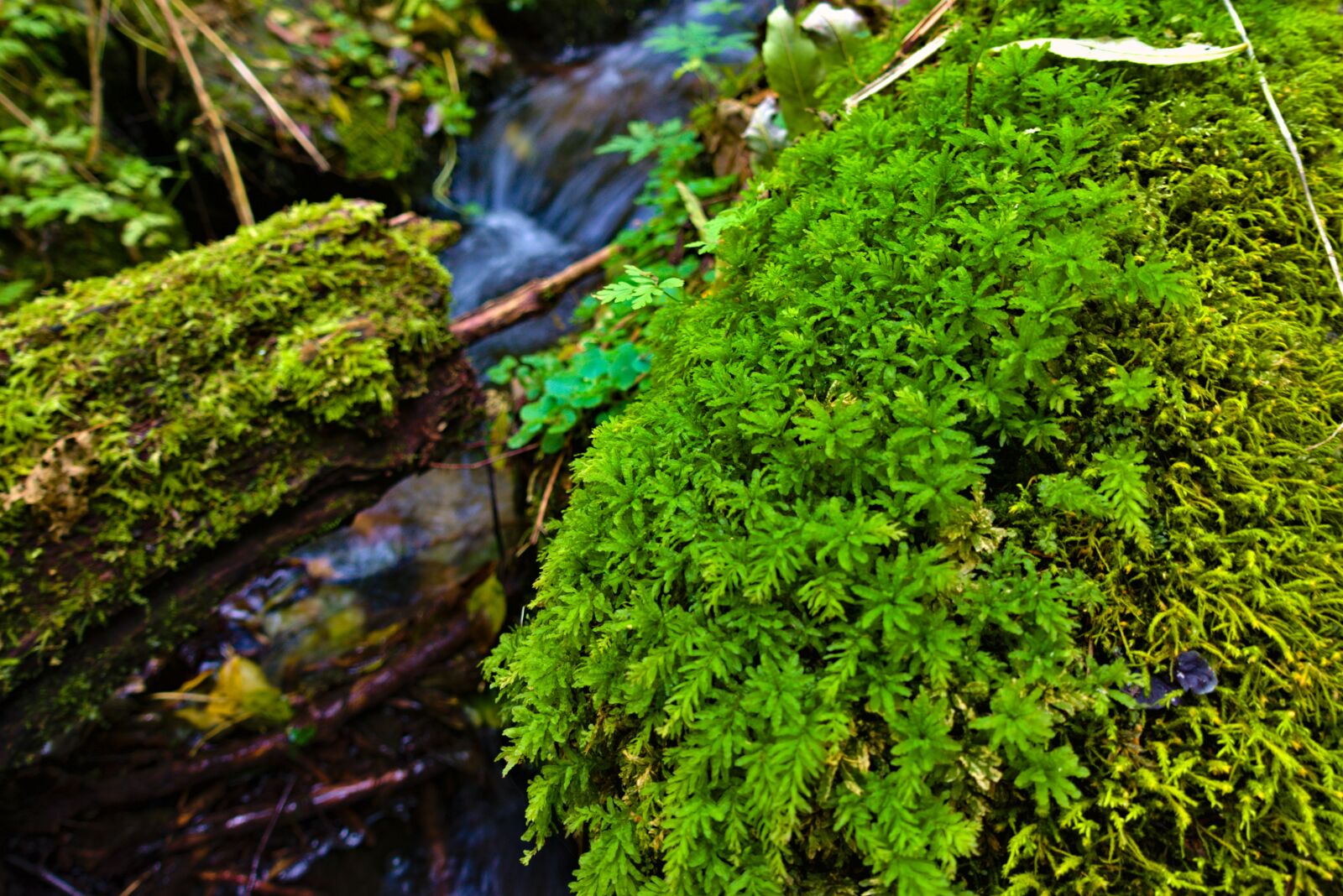 Sony DSC-RX100M5A sample photo. Foam, green, nature photography
