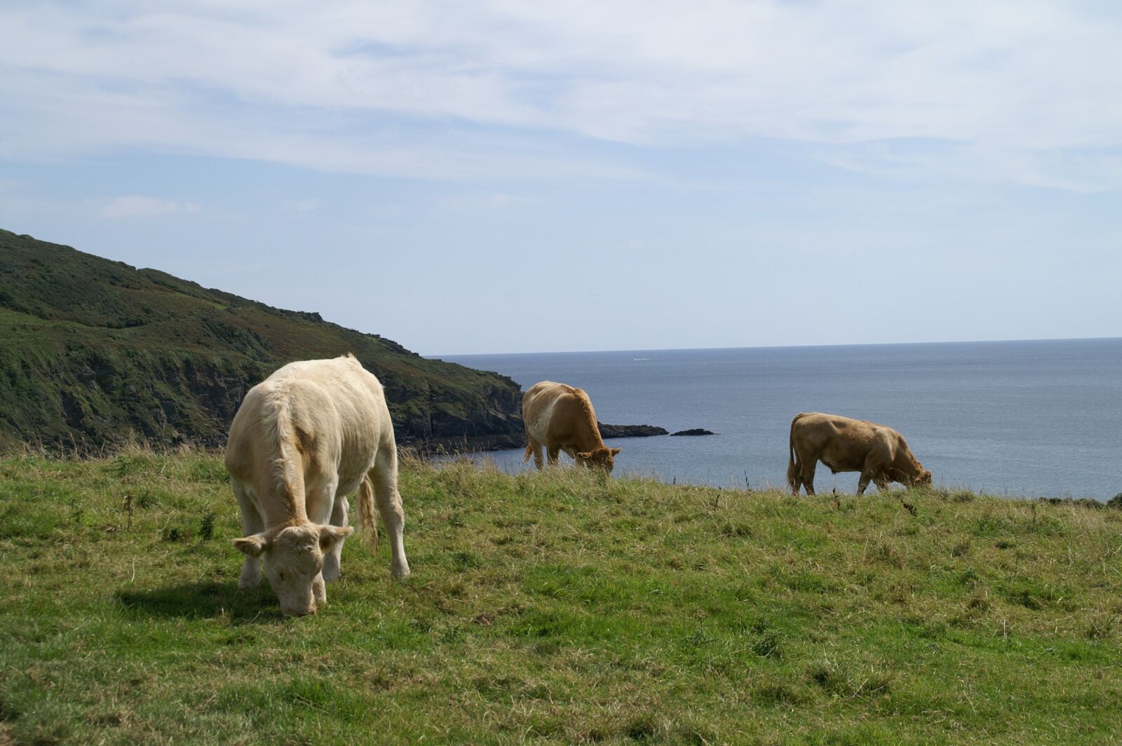 KONICA MINOLTA DYNAX 5D sample photo. Cornwall, cows, pasture photography