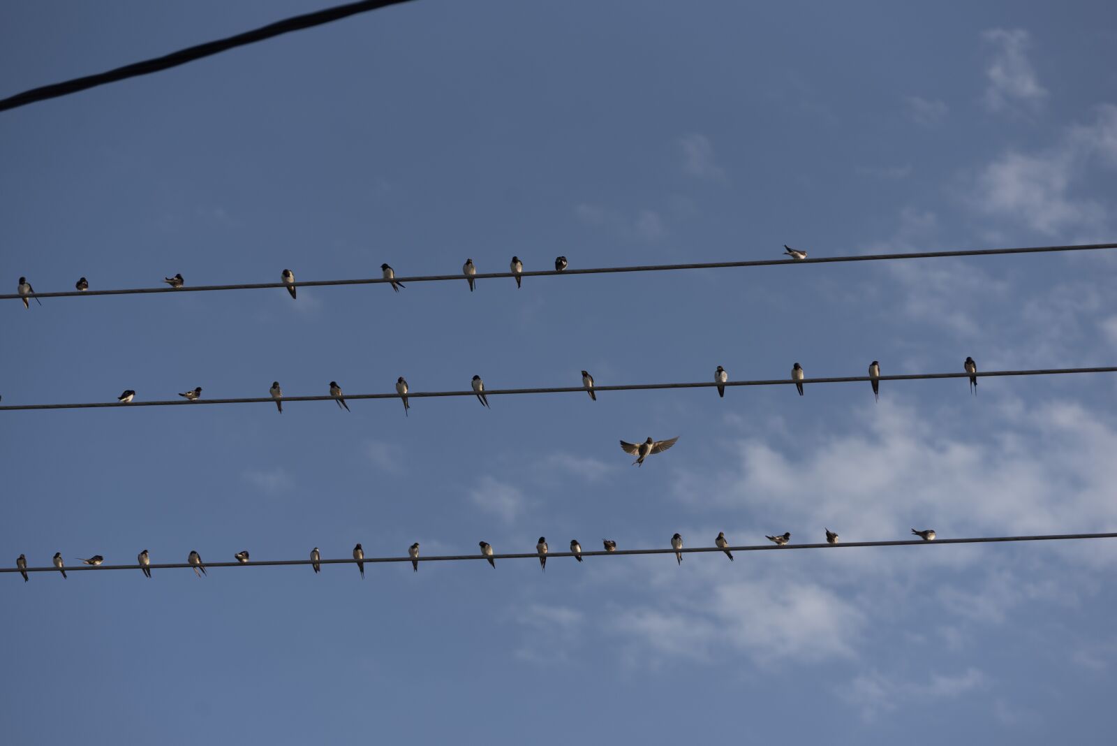 Nikon D750 sample photo. Swallows, birds, swallow photography