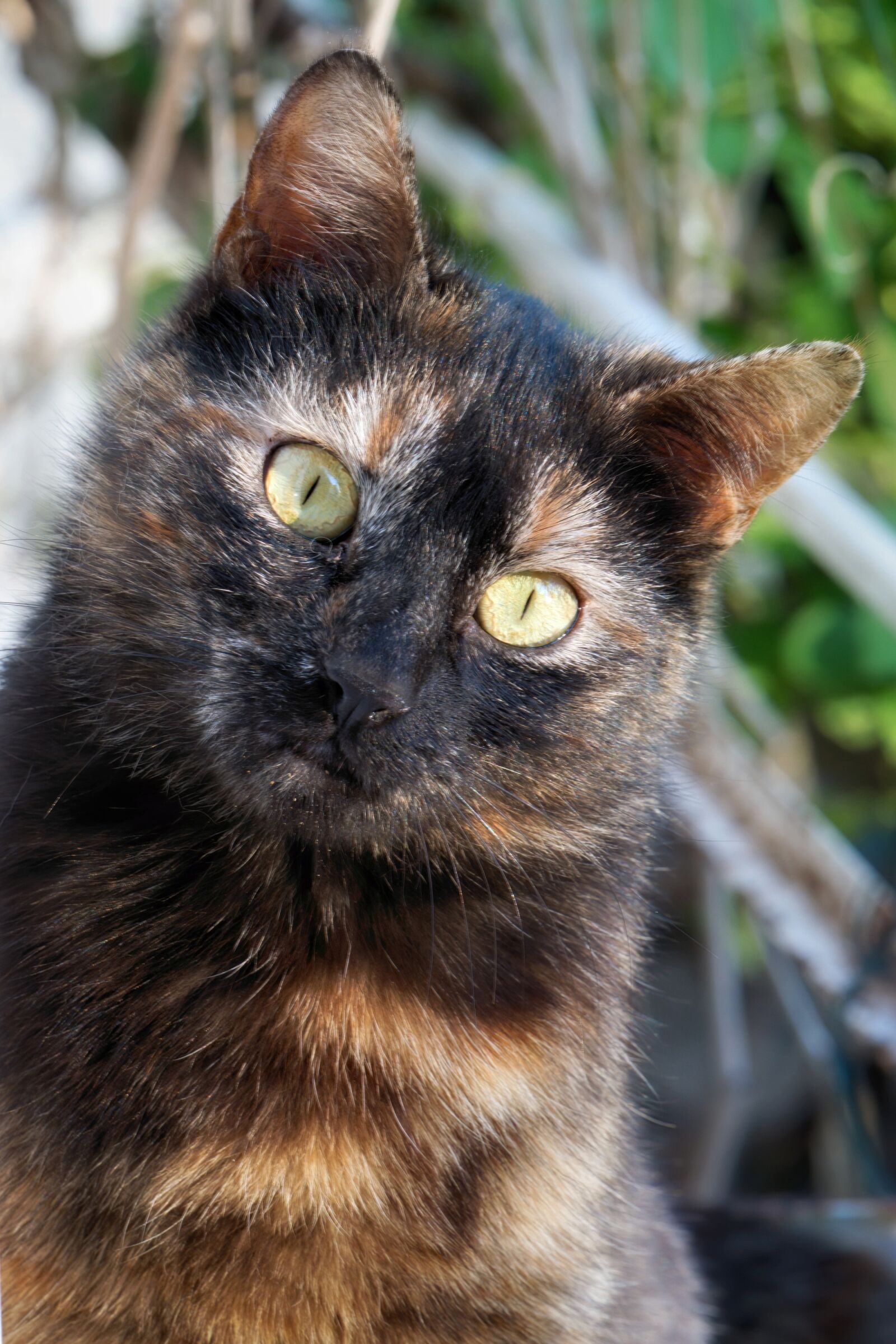 Nikon D5300 sample photo. Cat, the head of photography