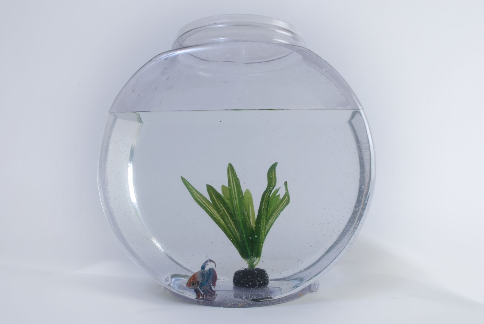 Nikon D60 sample photo. Fish, tank, aquarium photography