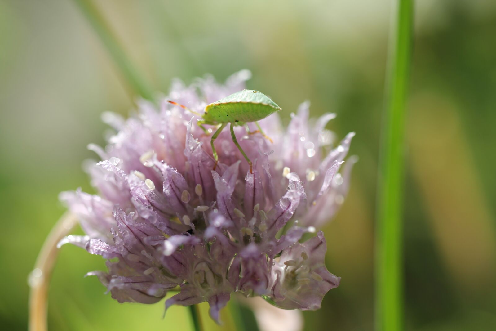 Canon EOS 550D (EOS Rebel T2i / EOS Kiss X4) sample photo. Chives, blossom, bloom photography