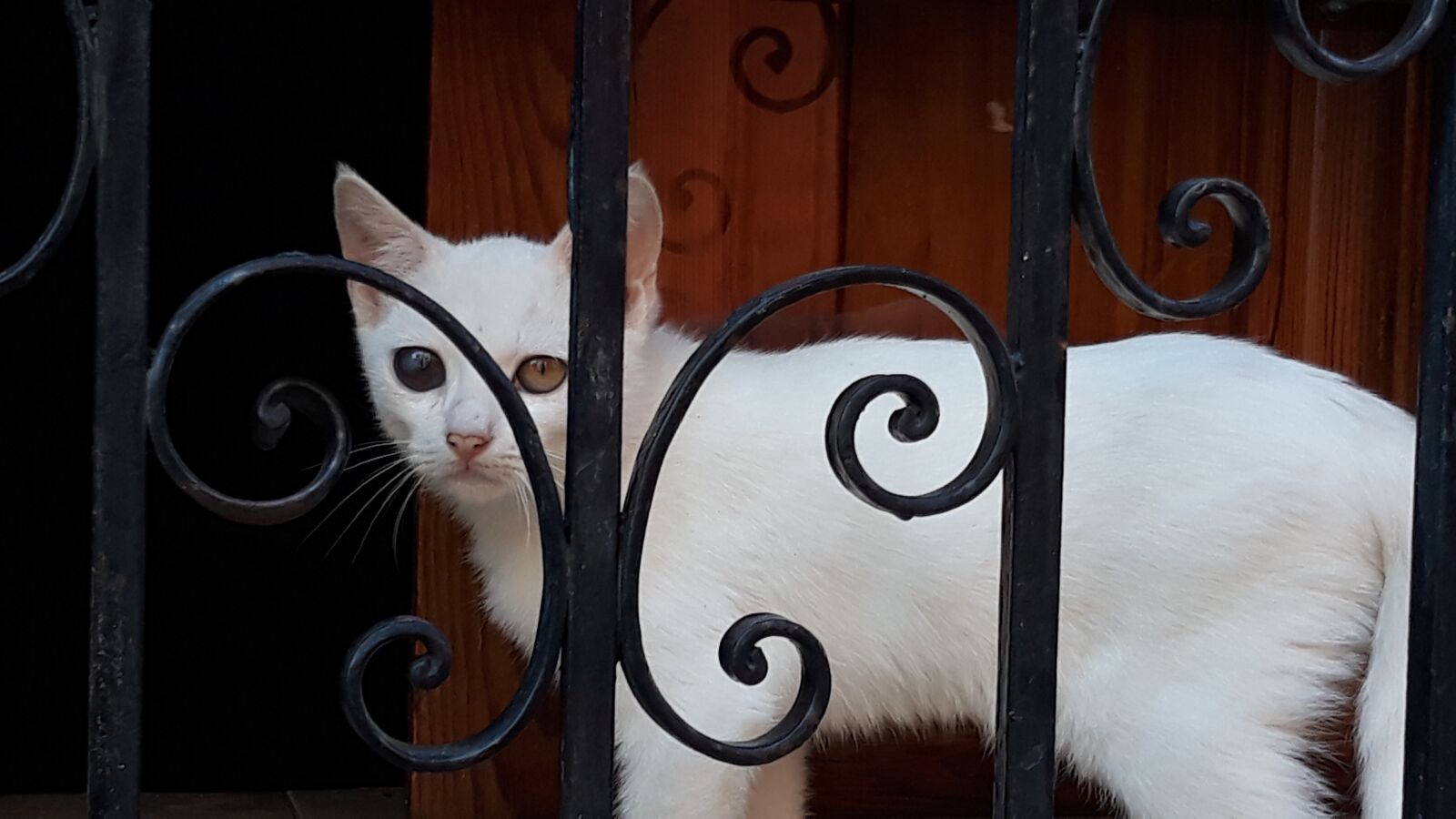 Samsung Galaxy J5 sample photo. Cat, pet, mammal photography