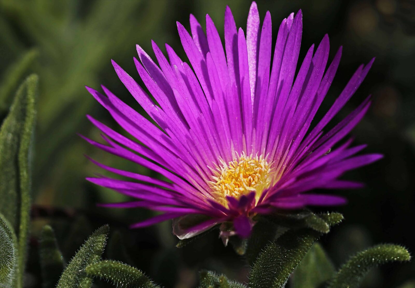 Canon EOS 100D (EOS Rebel SL1 / EOS Kiss X7) sample photo. Leaf, flower, garden, summer photography