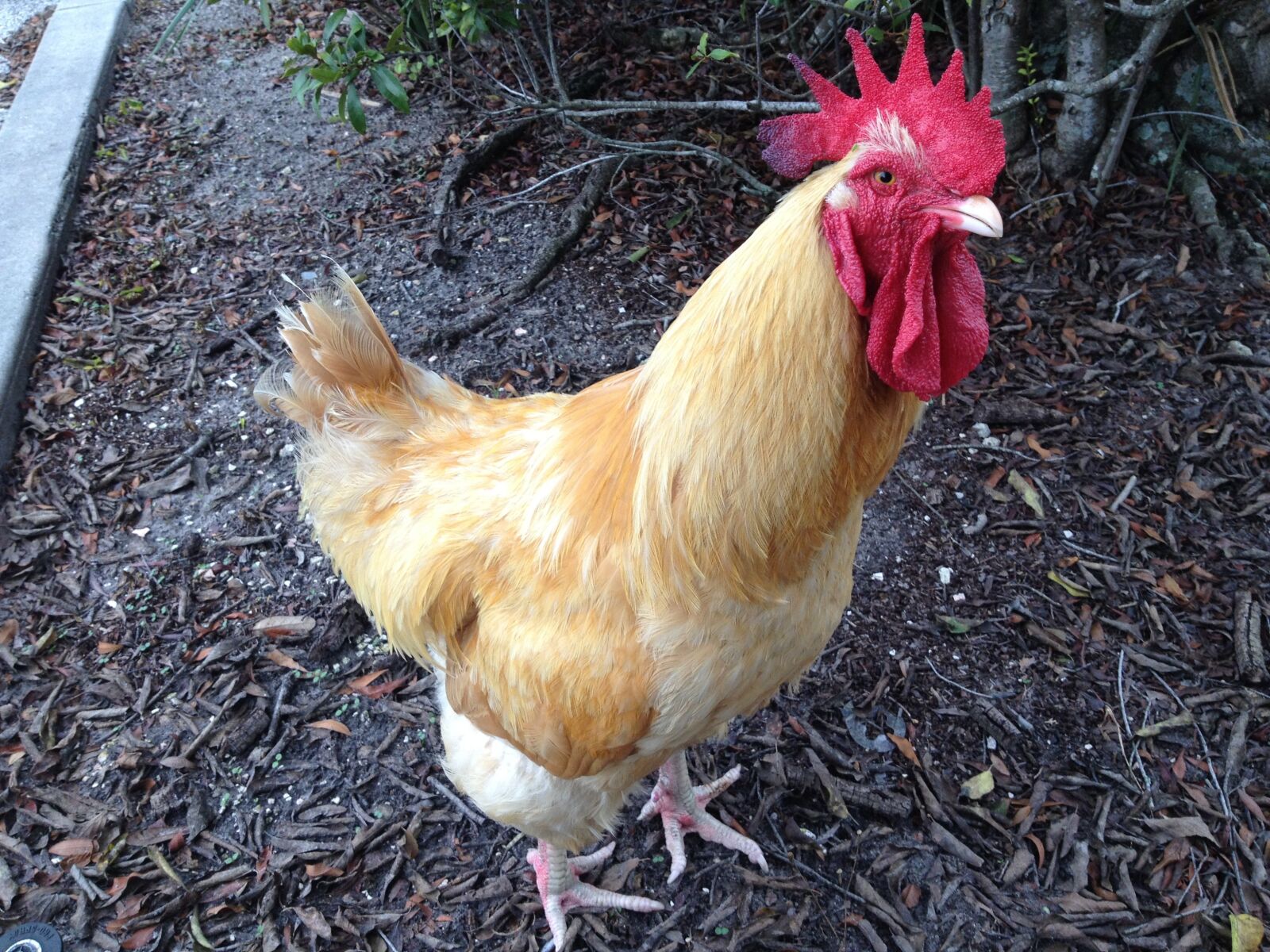 Apple iPhone 4S sample photo. Rooster, chicken, livestock photography