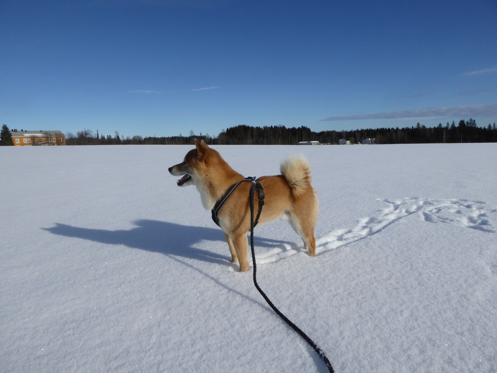 Panasonic Lumix DMC-ZS40 (Lumix DMC-TZ60) sample photo. Shiba, long melford, toten photography