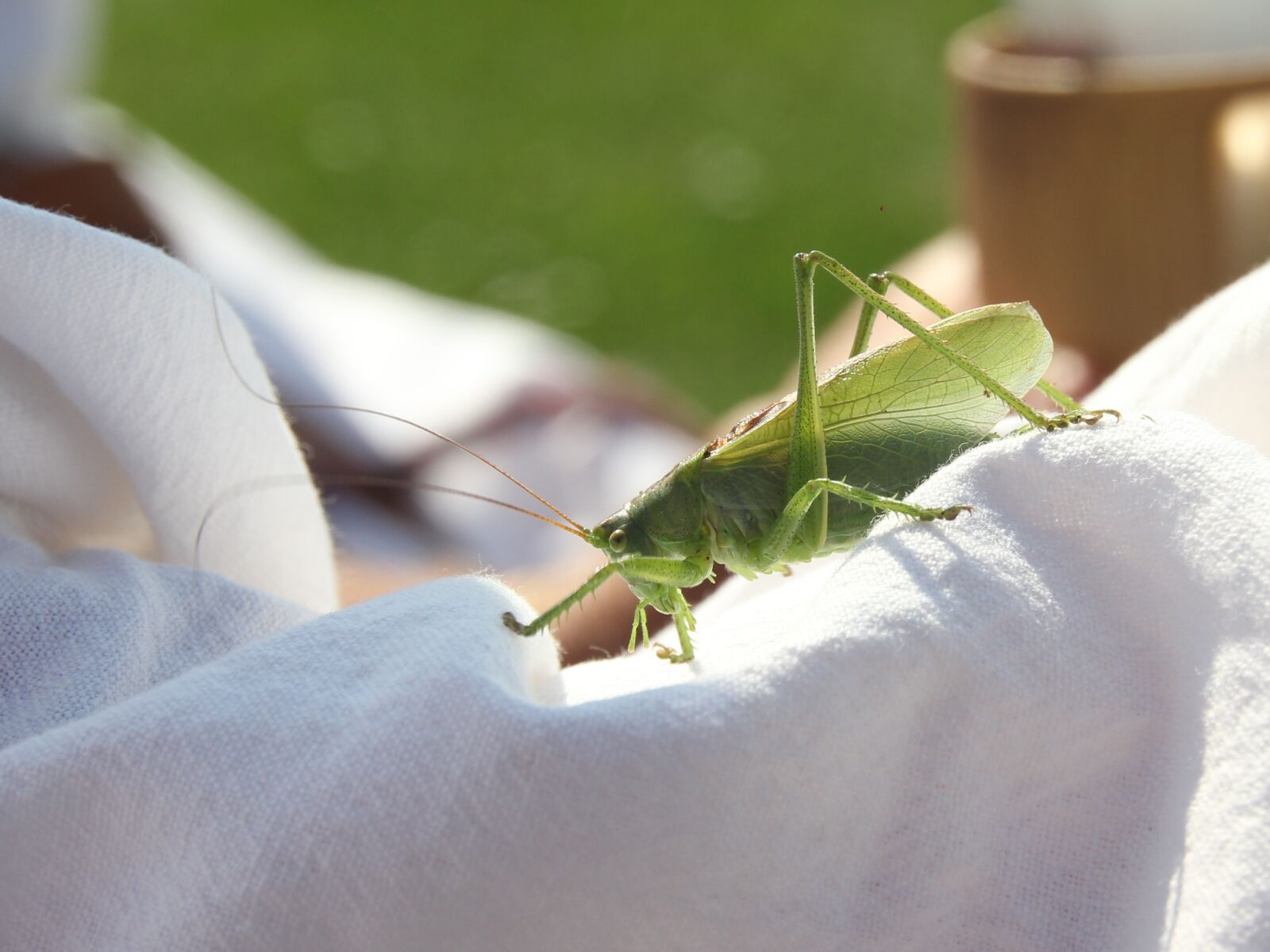 Canon EOS 60D sample photo. Grasshopper, green, close up photography