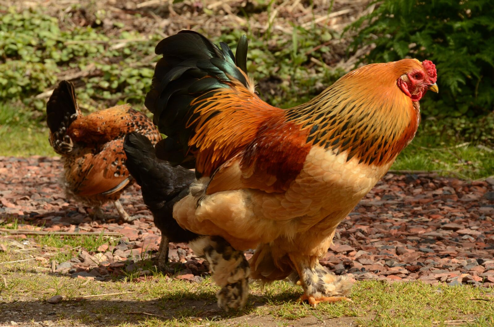 Nikon D7000 sample photo. Haan, bird, cackle photography