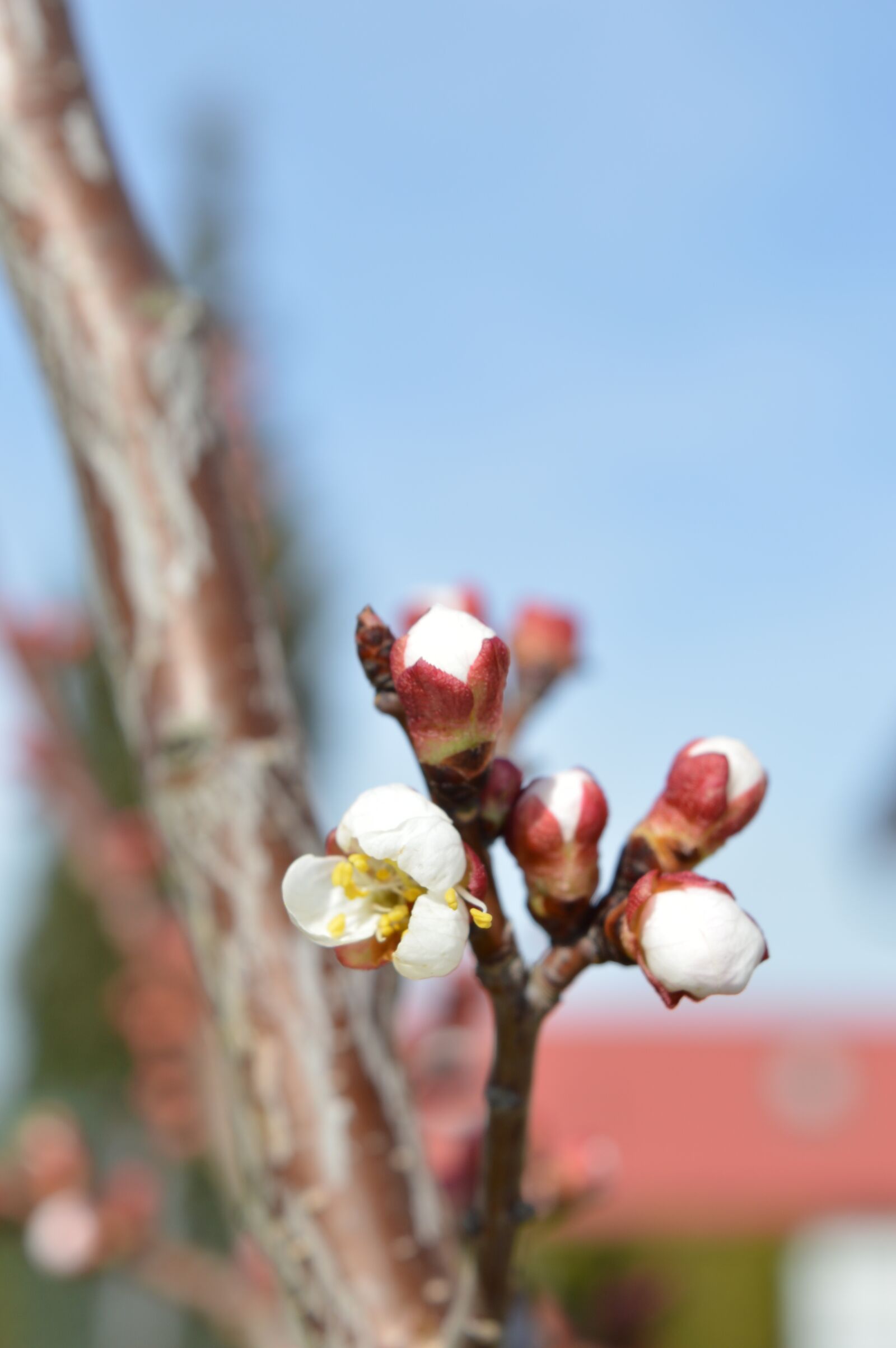 Nikon D3200 sample photo. Spring, flower, nature photography