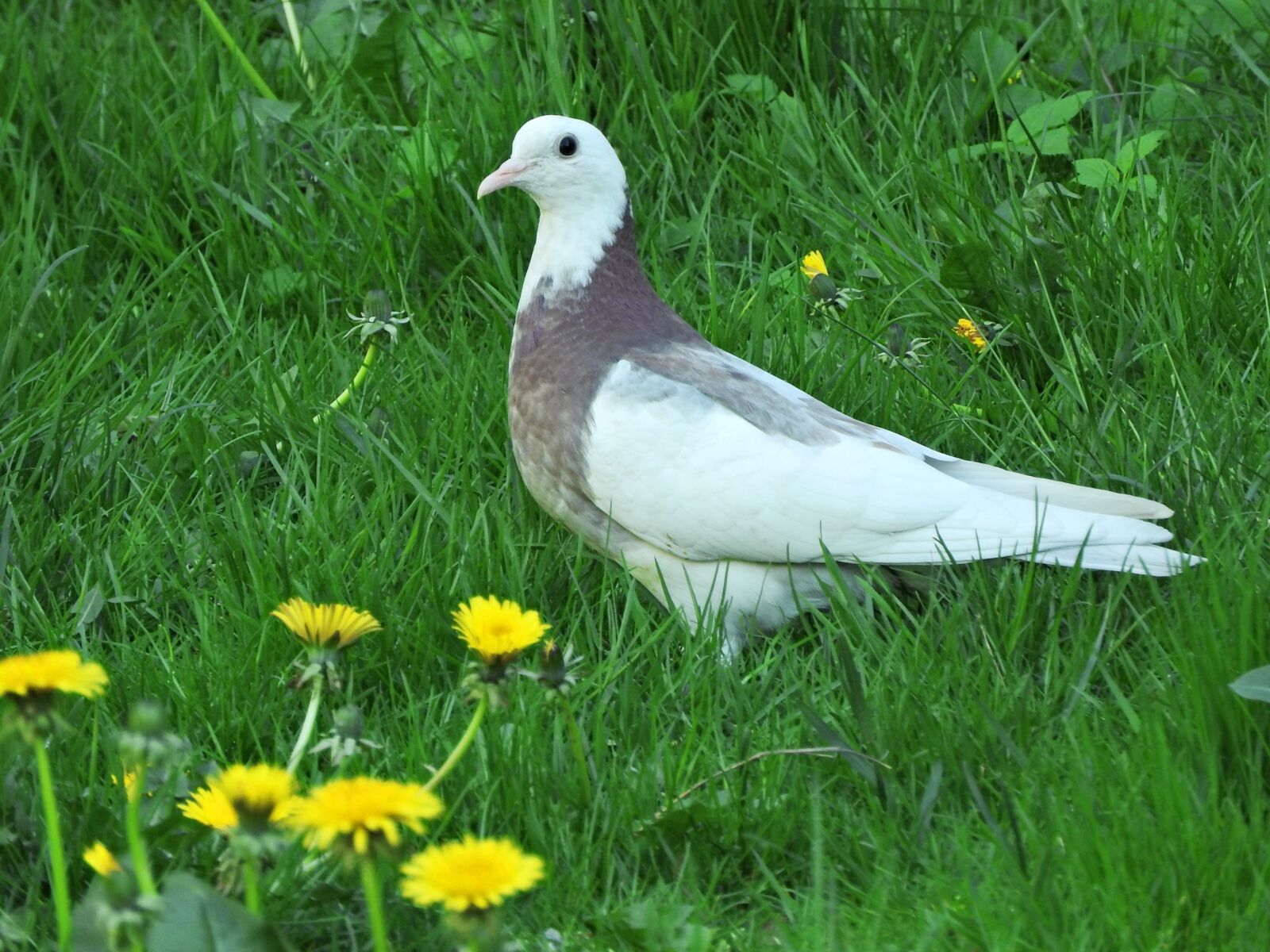 Nikon Coolpix P610 sample photo. Golubka, white, dove photography