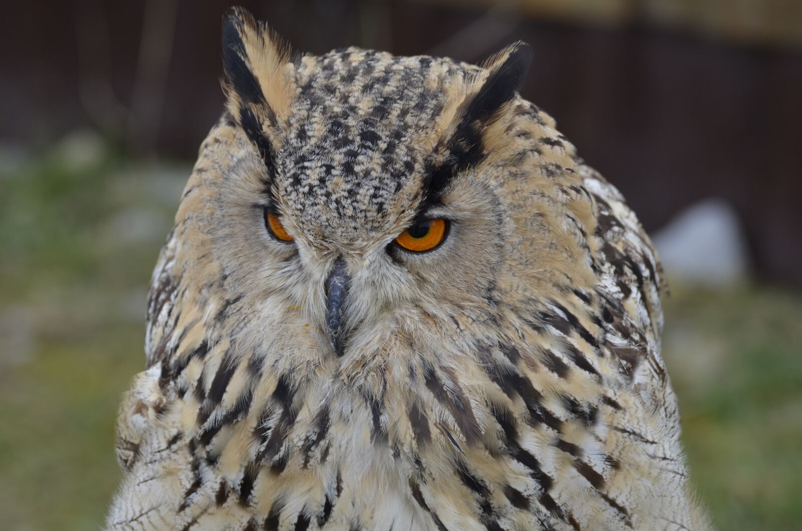 Nikon D5100 sample photo. Eagle owl, raptor, bird photography