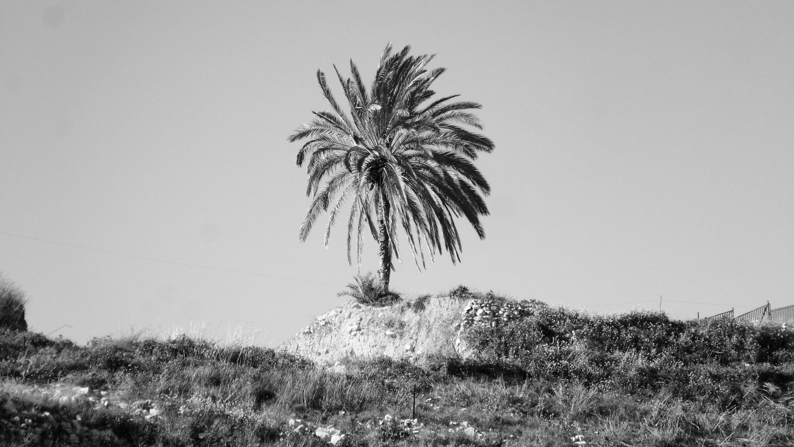 Samsung Galaxy K Zoom sample photo. Palm, tree, single photography