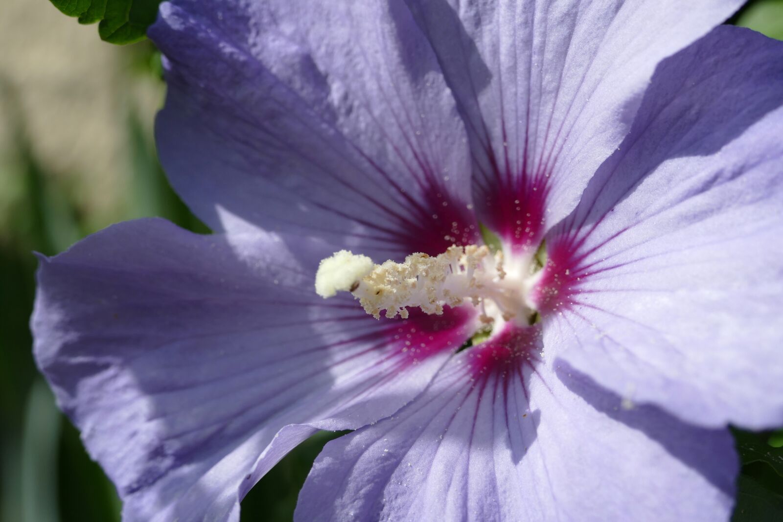 Panasonic Lumix DMC-FZ1000 sample photo. Pistil, hibiscus, mallow photography