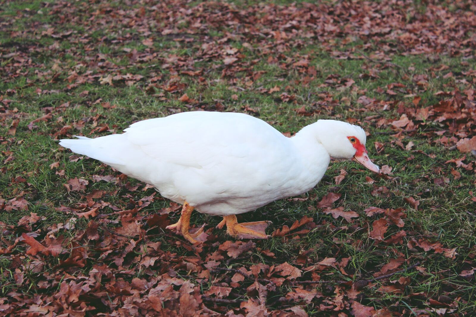 Canon EOS 1200D (EOS Rebel T5 / EOS Kiss X70 / EOS Hi) sample photo. Duck, foraging, water photography