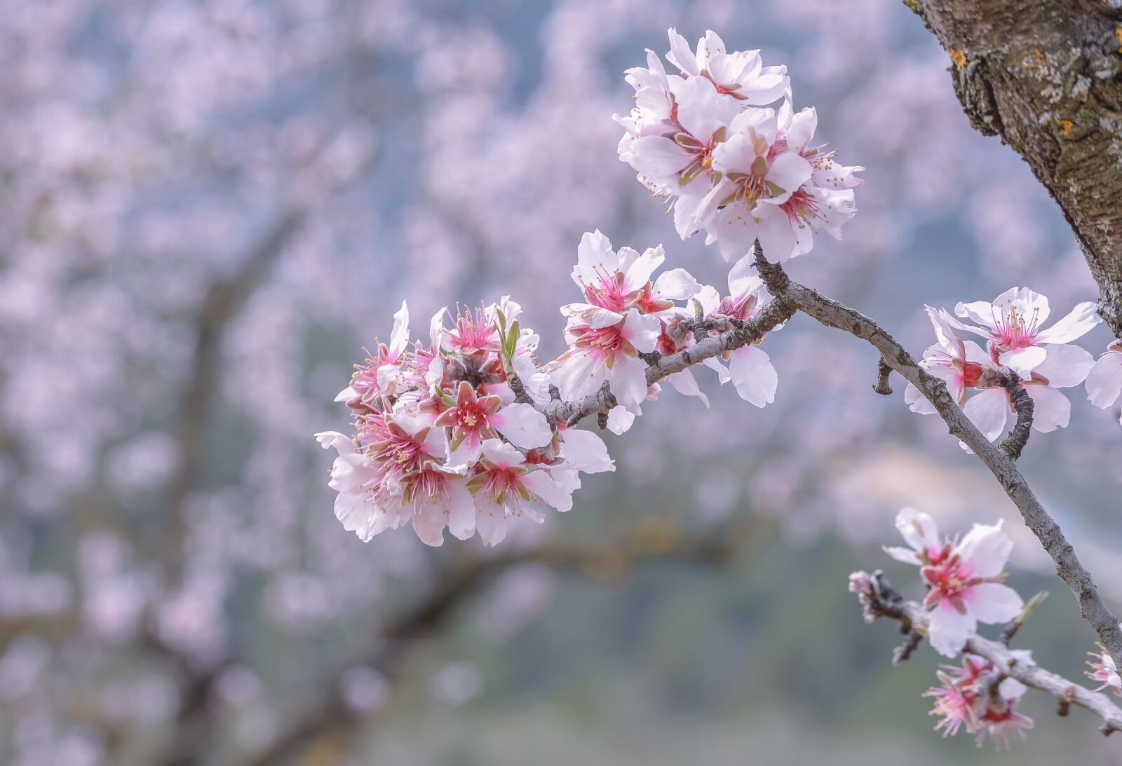 Nikon D3200 sample photo. Almond, flower, branch photography