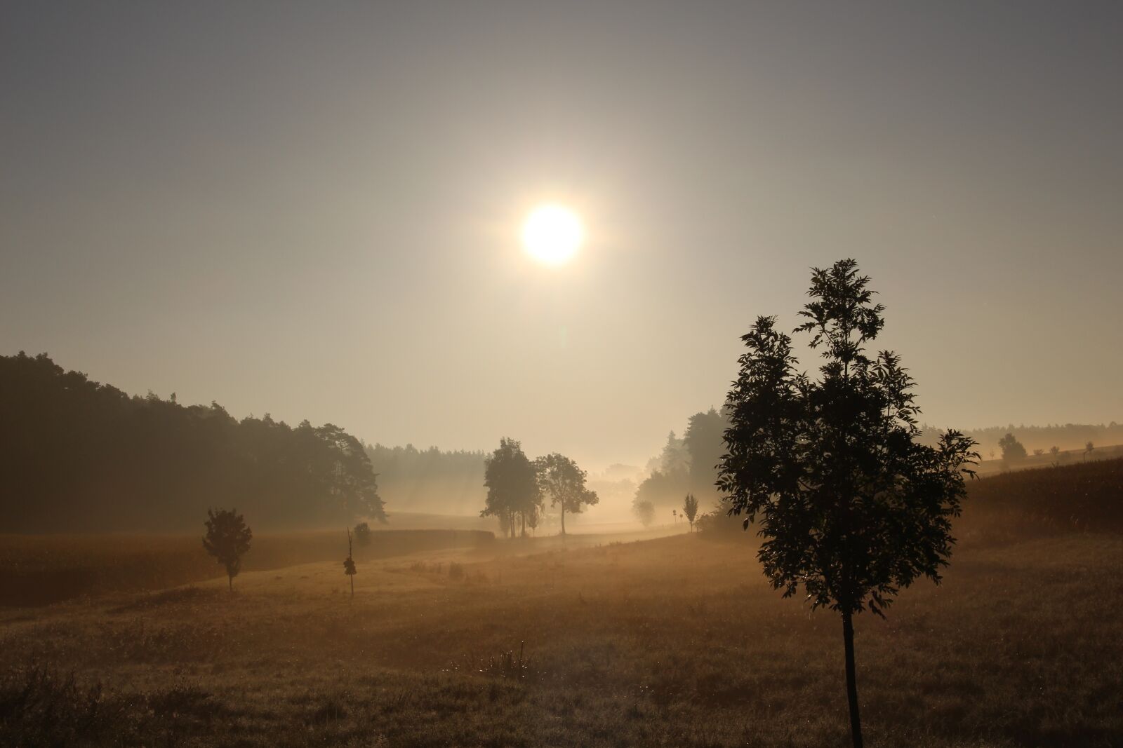 Canon EOS 700D (EOS Rebel T5i / EOS Kiss X7i) sample photo. Fog, foliage, grass photography