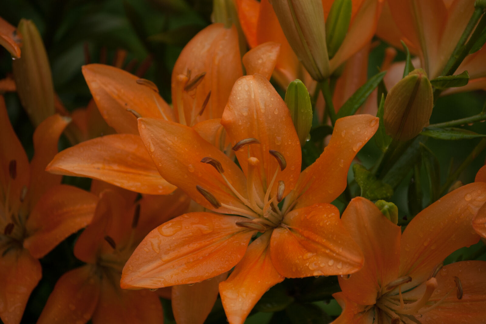 Pentax *ist DS sample photo