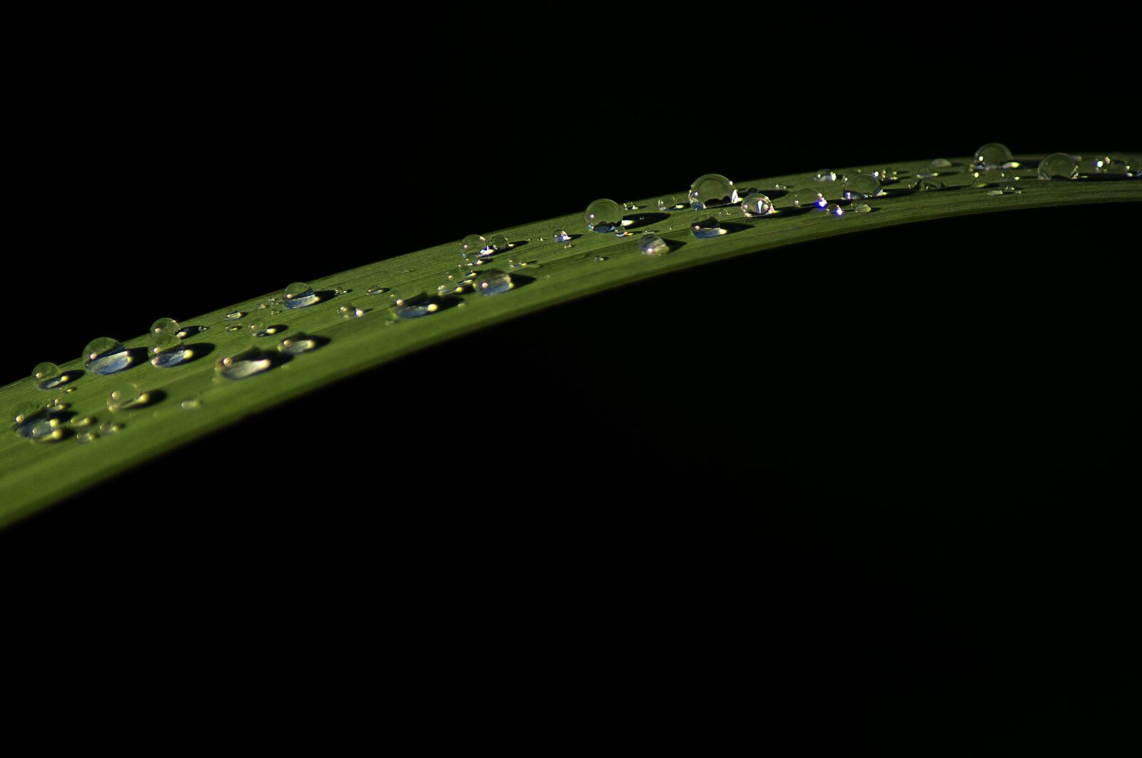 Sony SLT-A57 sample photo. Leaf, drop of water photography