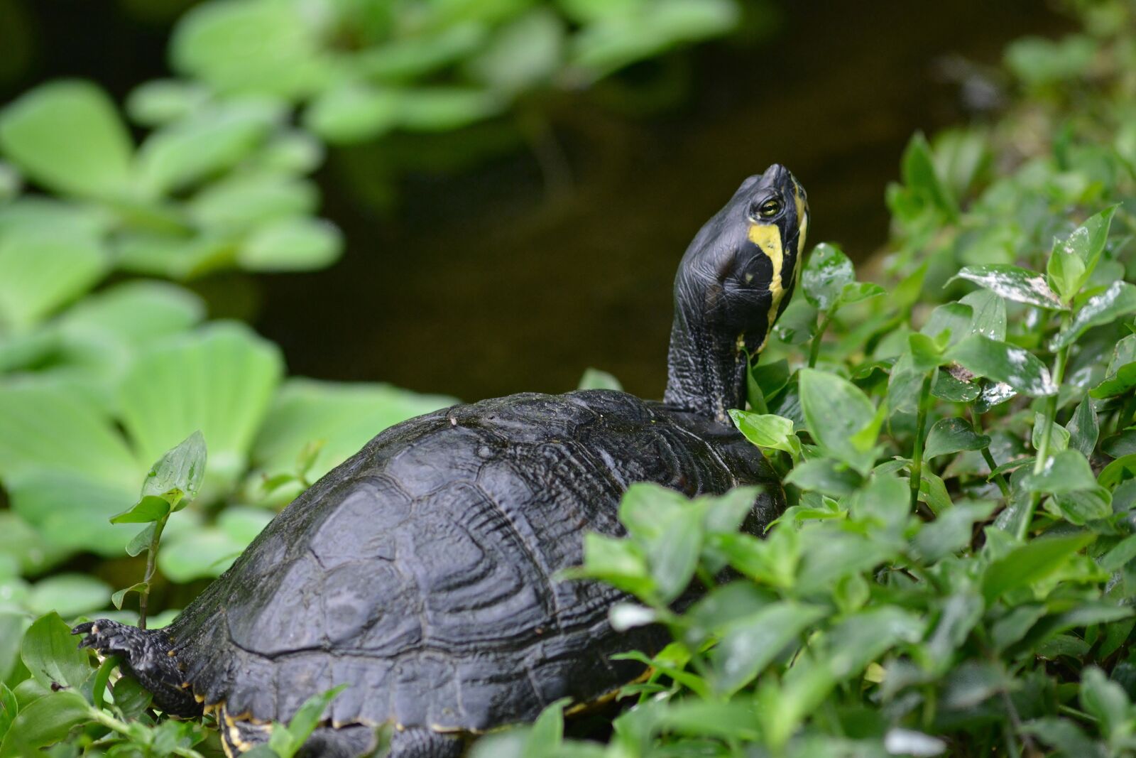 Nikon D5200 sample photo. Turtle, sun, water photography
