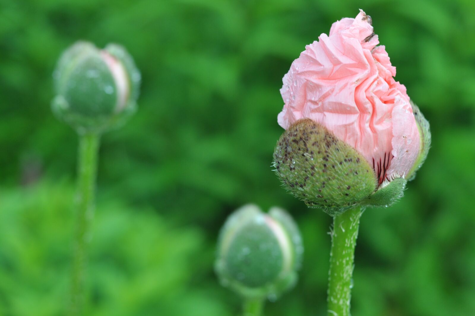 Nikon D90 sample photo. Growth, garden, gardening photography