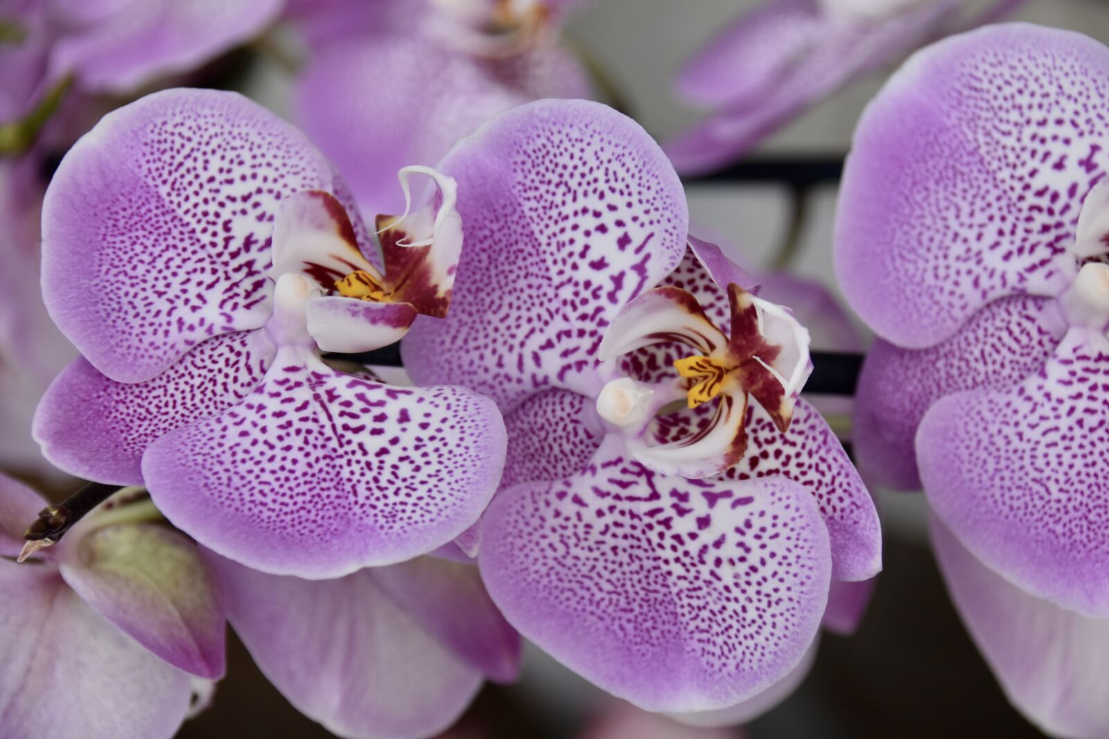 Nikon D5600 sample photo. Flower, orchid, purple flower photography