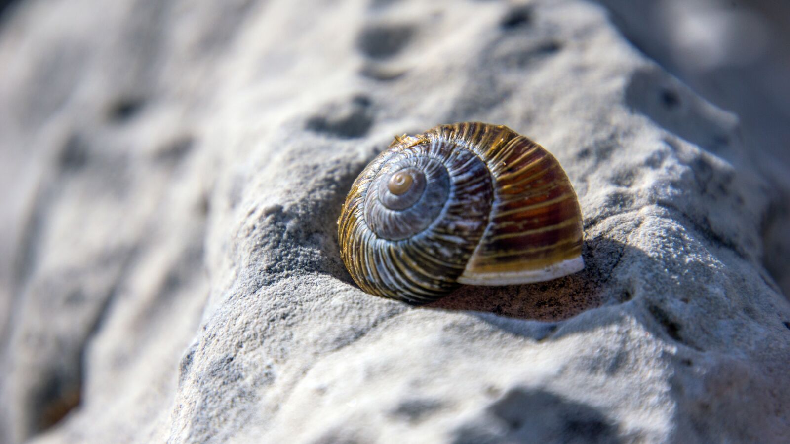 Tamron 16-300mm F3.5-6.3 Di II VC PZD Macro sample photo. Ciocciola, nature, macro photography