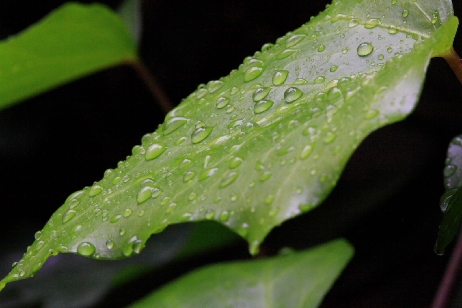 Canon EF 100mm F2.8 Macro USM sample photo. Water, rainy, leaf, rain photography