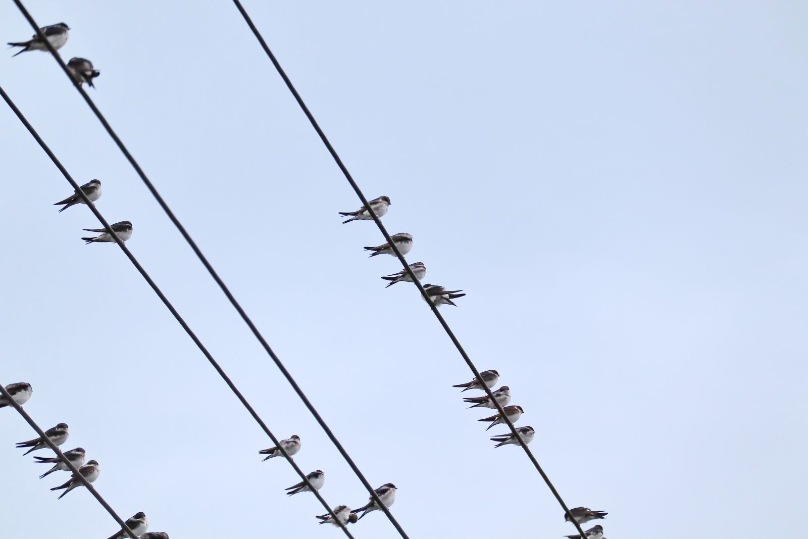 Canon EOS M50 (EOS Kiss M) sample photo. Swallows, swarm, power cable photography