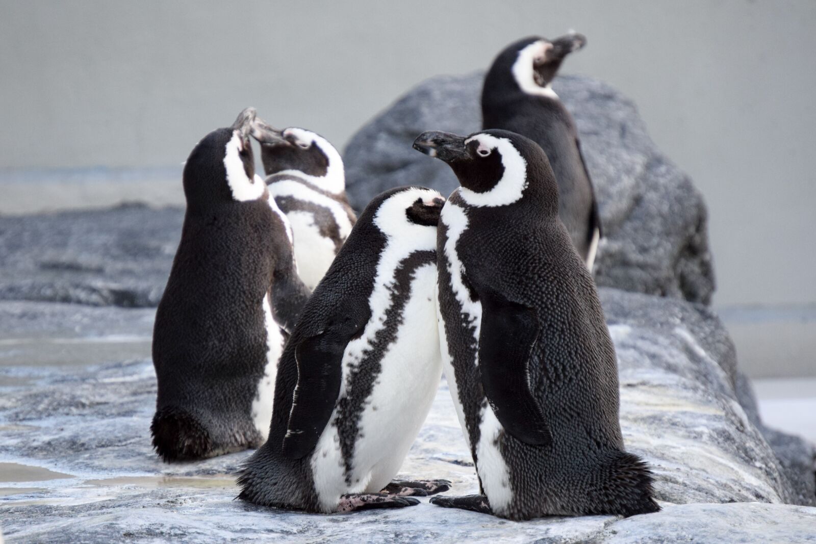 Nikon D3300 sample photo. Penguins, together, close photography