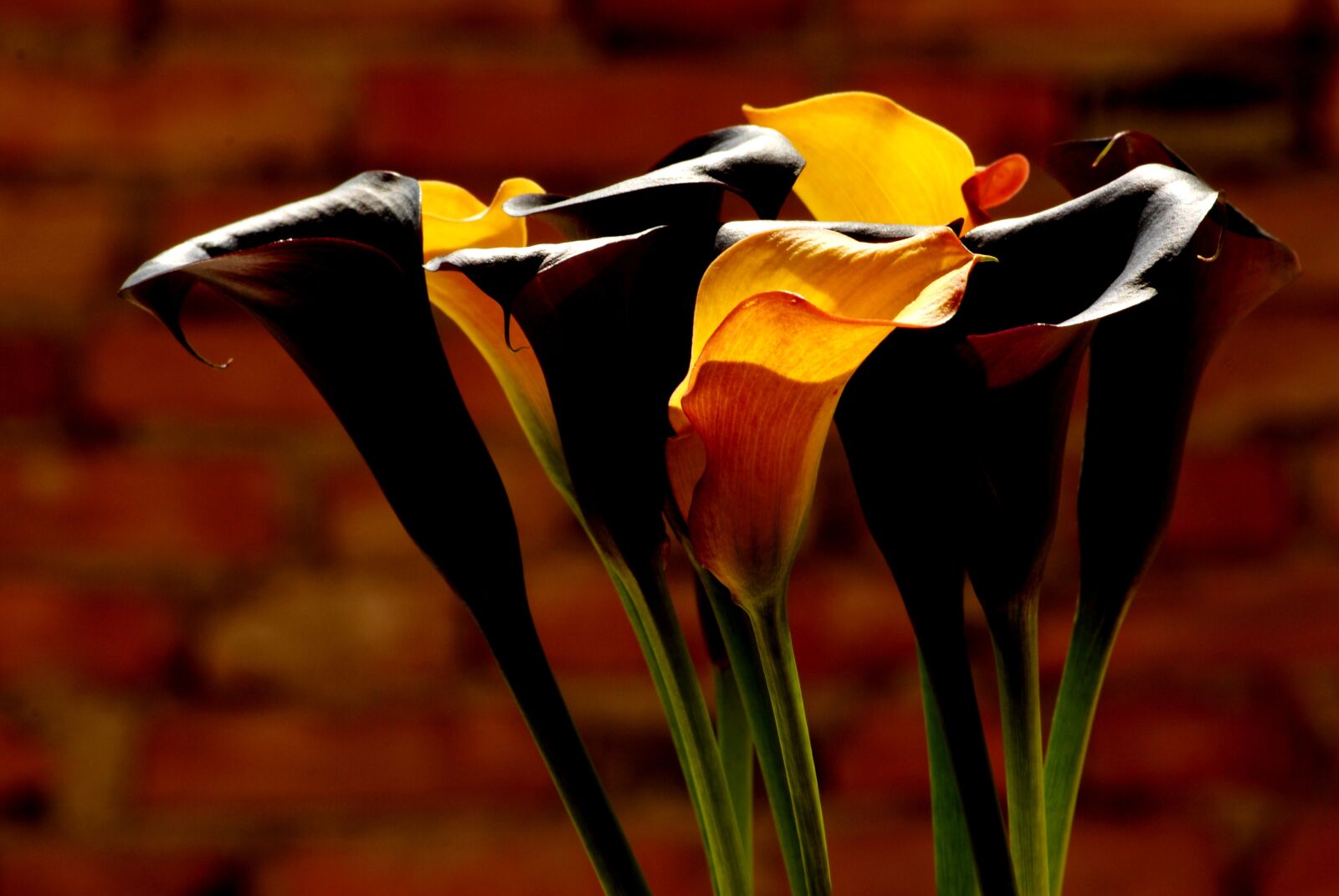 Nikon D200 sample photo. Flowers, sludges, wall photography