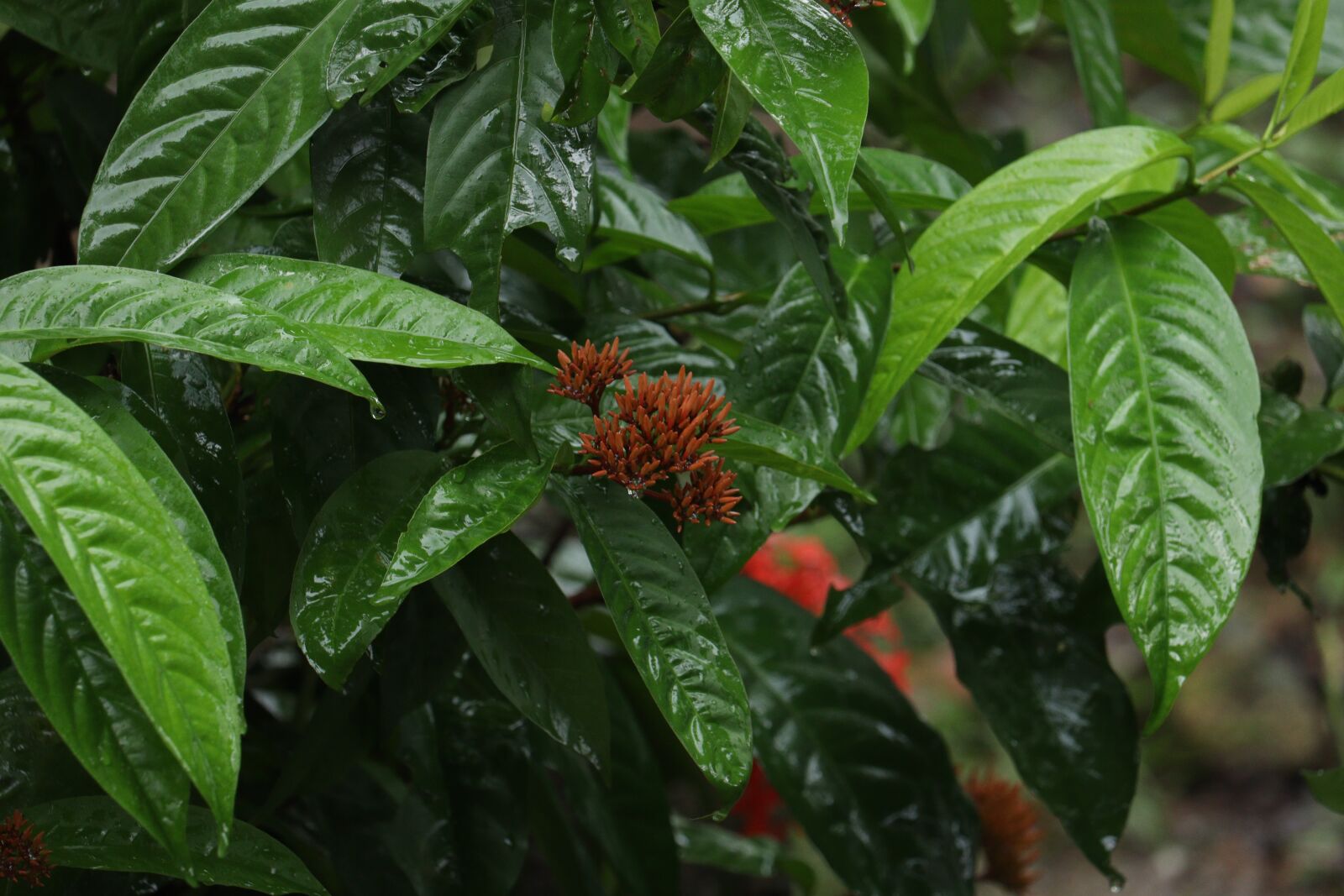 Canon EOS 250D (EOS Rebel SL3 / EOS Kiss X10 / EOS 200D II) sample photo. Rain, green, nature photography