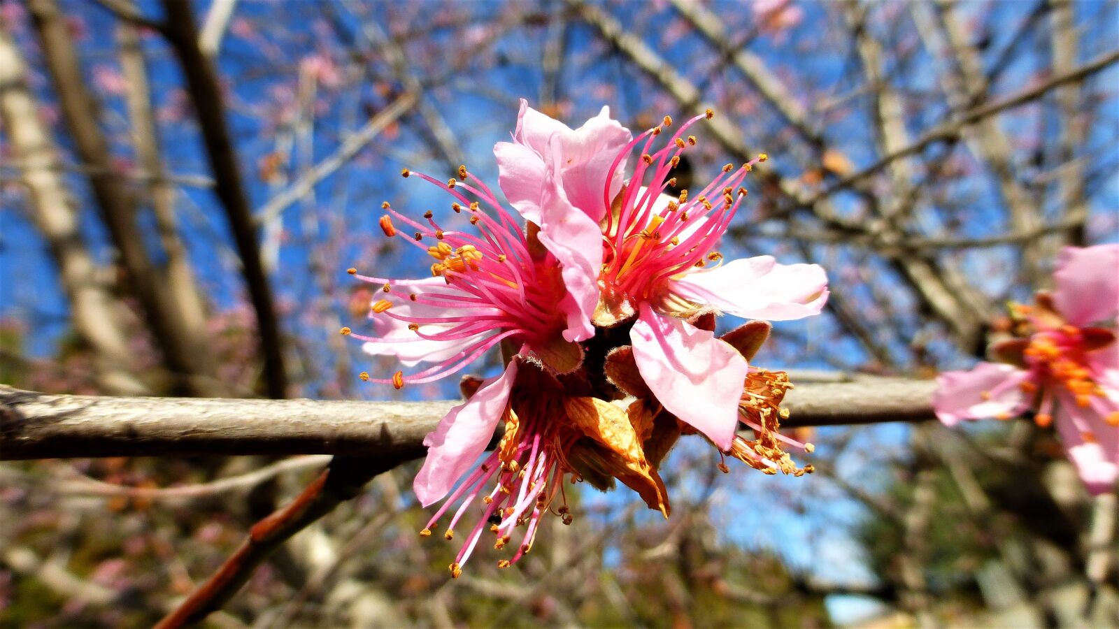 Panasonic Lumix DMC-ZS25 (Lumix DMC-TZ35) sample photo. Nature, tree, flower photography