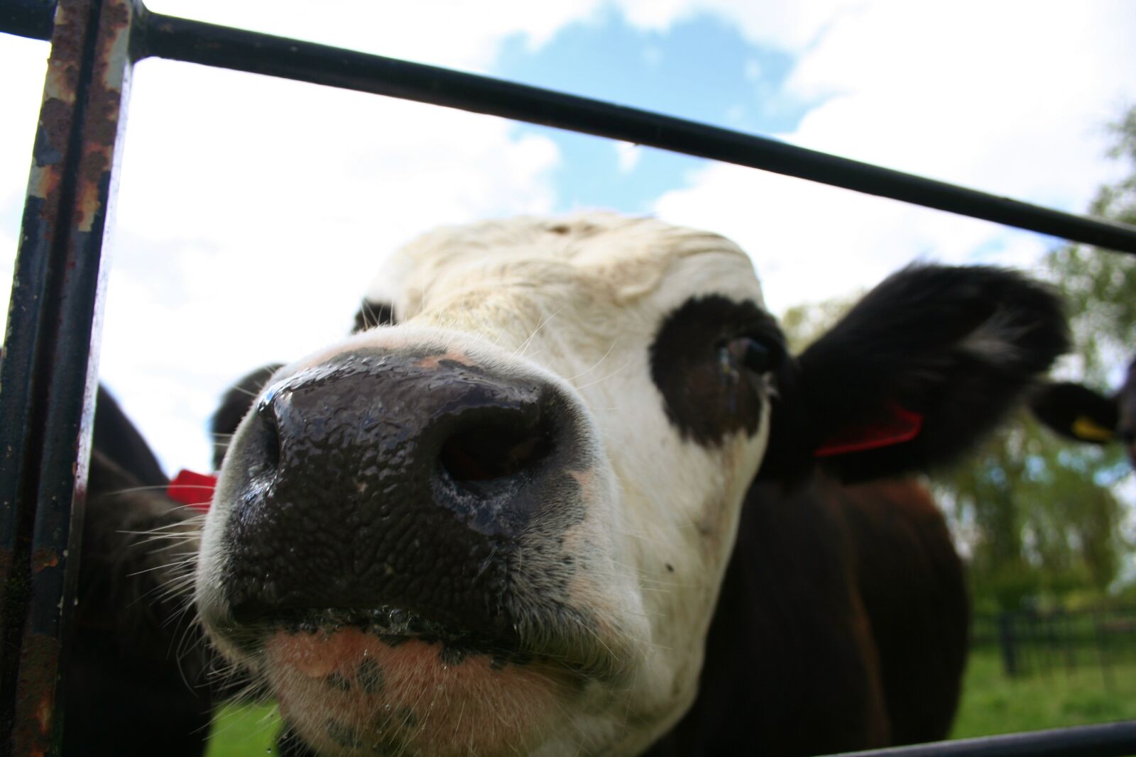 Canon EOS 350D (EOS Digital Rebel XT / EOS Kiss Digital N) sample photo. Cow, cute, animal photography