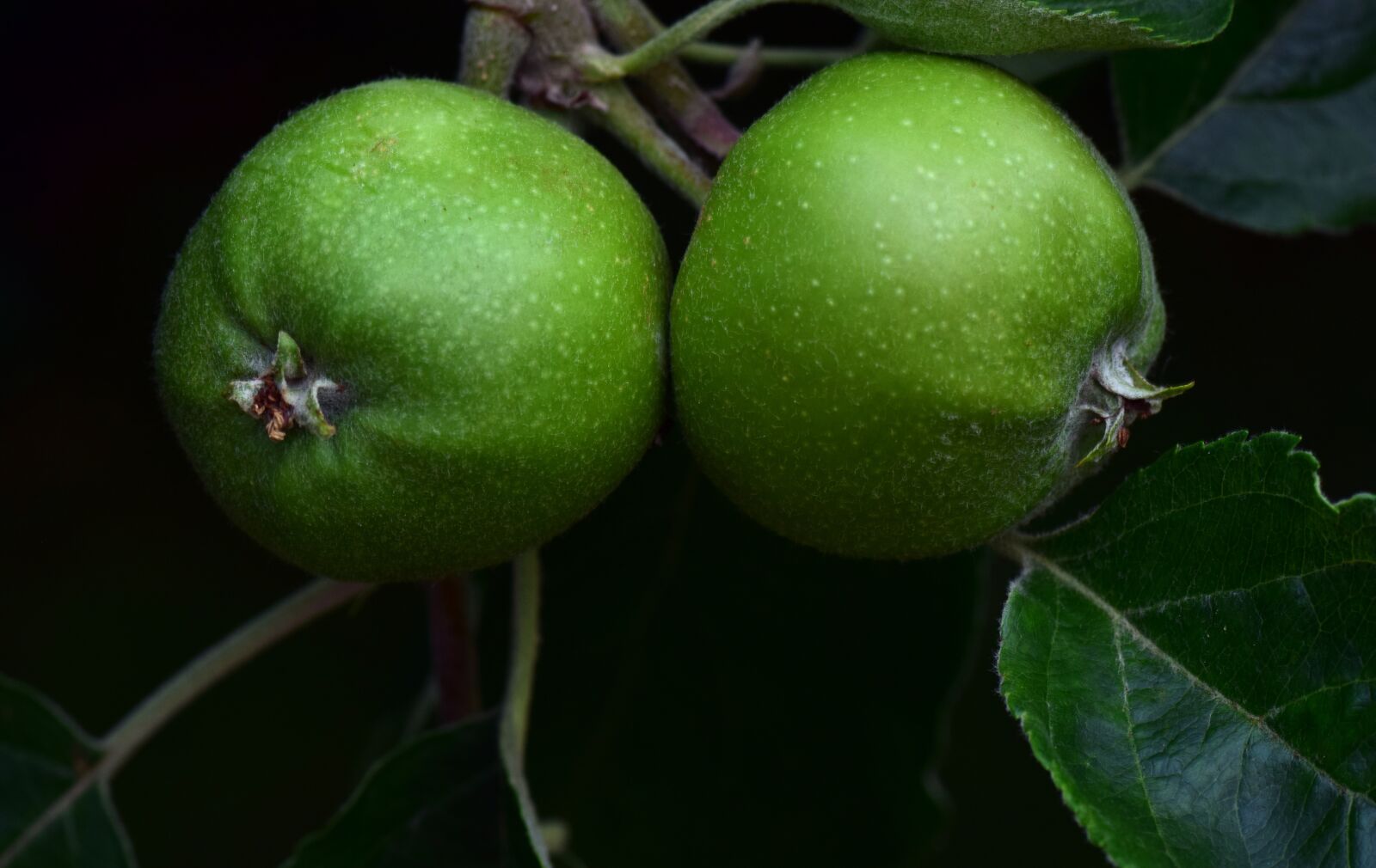 Nikon D3300 sample photo. Apple, green apple, fruit photography