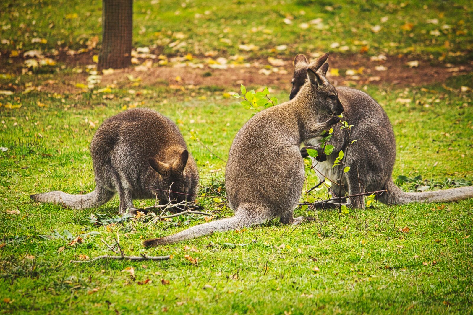 Canon EOS 600D (Rebel EOS T3i / EOS Kiss X5) sample photo. Kangaroo, zoo, erfurt photography