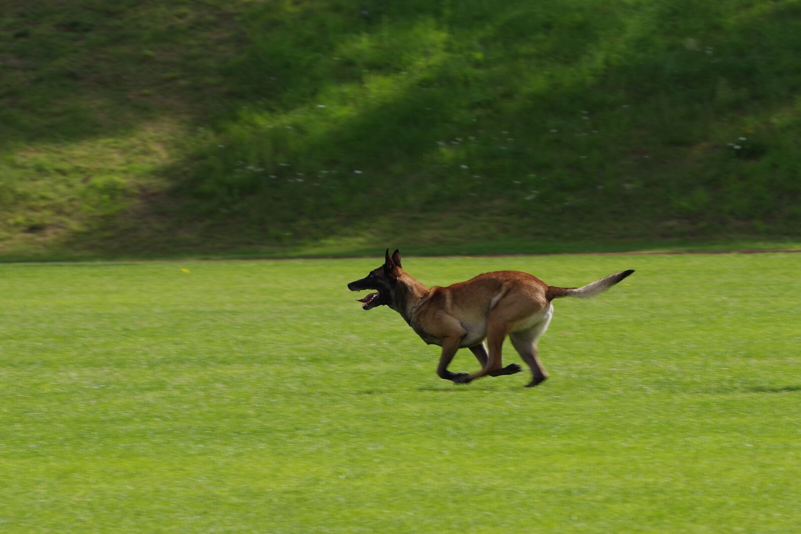 Pentax K-1 sample photo. Belgian shepherd malinois, dog photography
