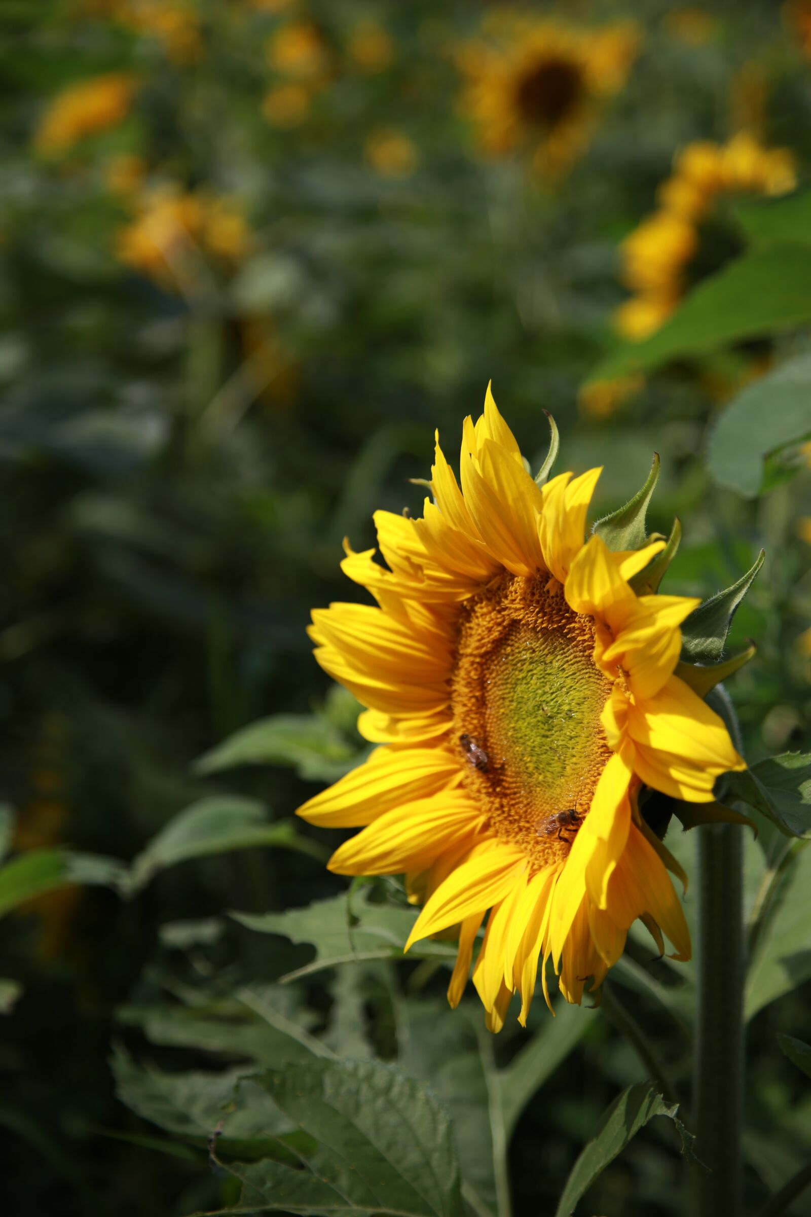 Canon EOS 6D + Canon EF 24-105mm F4L IS USM sample photo. Sunflower, flowers, nature photography