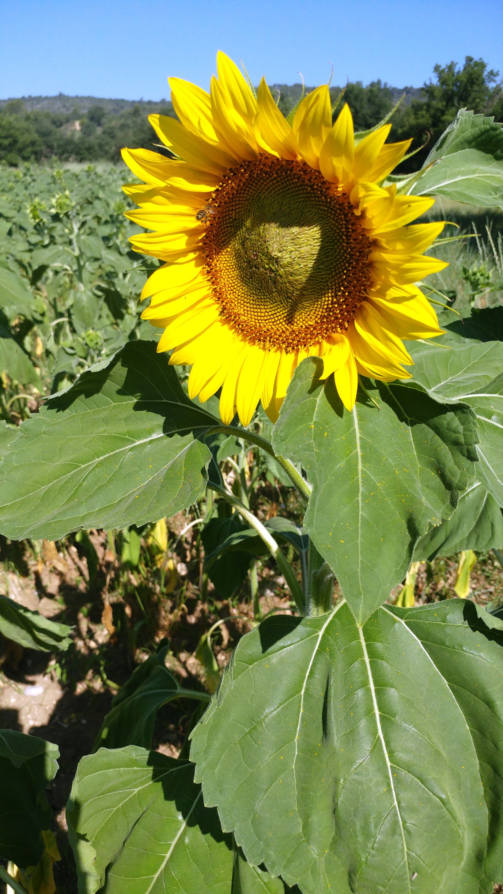 LG G5 sample photo. Sunflower, summer, flower photography
