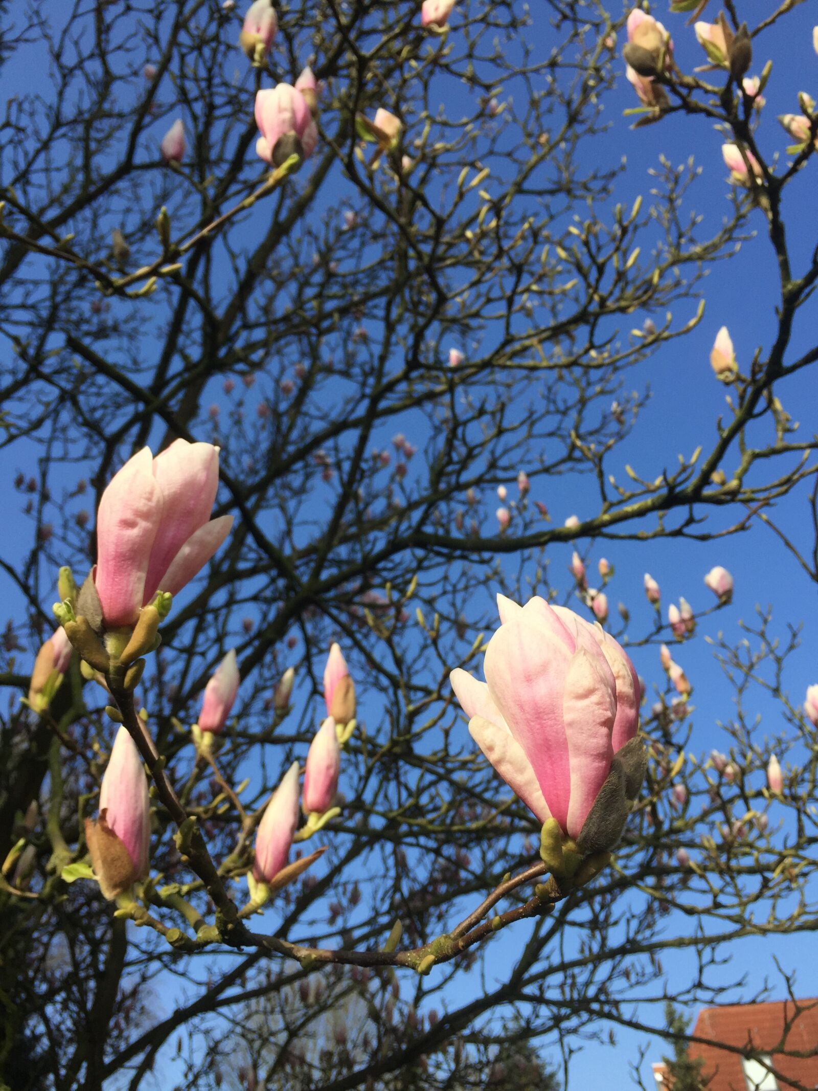 Apple iPhone 6 sample photo. Magnolia, pink, nature photography