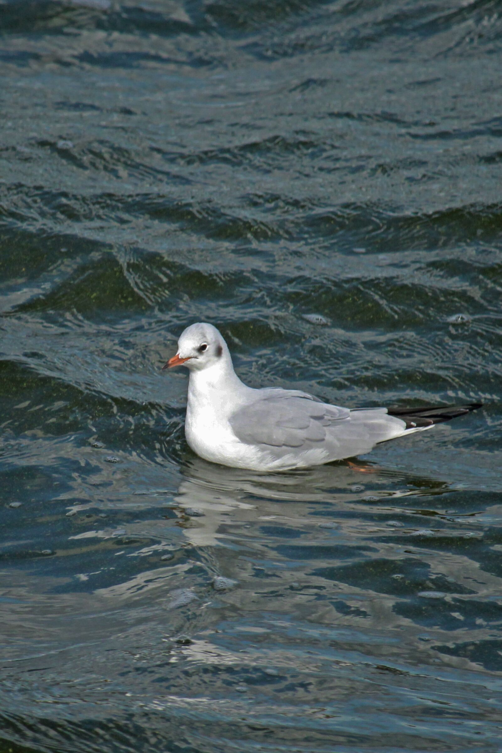 Canon EOS 1200D (EOS Rebel T5 / EOS Kiss X70 / EOS Hi) sample photo. Seagull, bird, nature photography