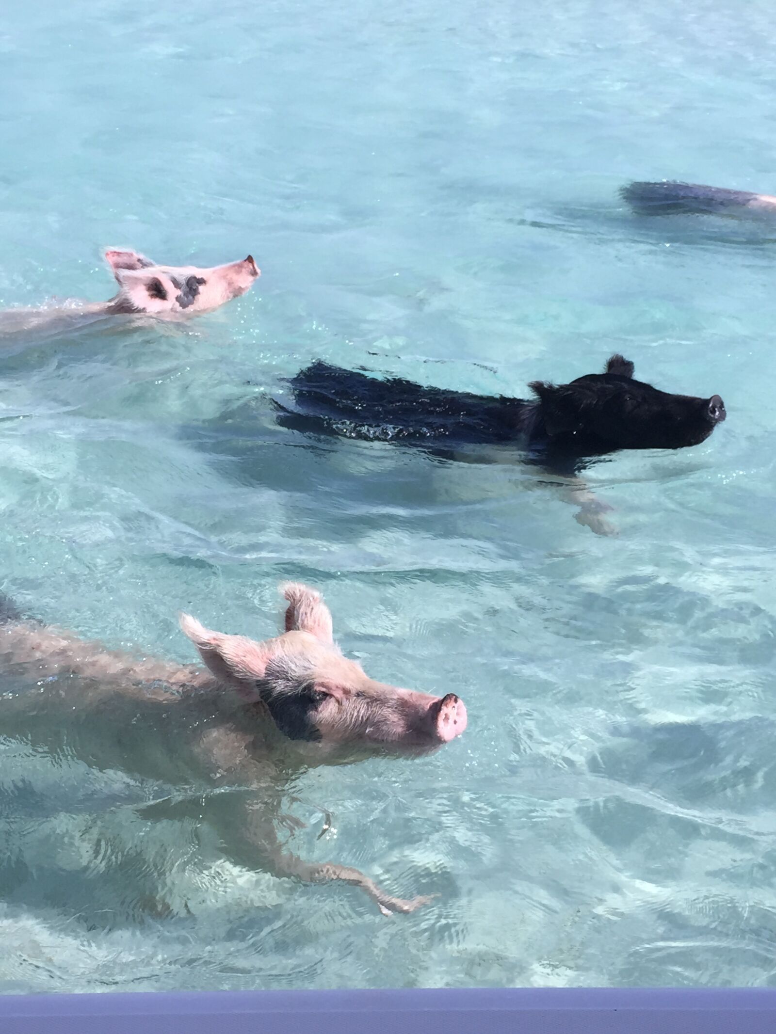 Apple iPhone 6 sample photo. Pigs, caribbean, animal photography
