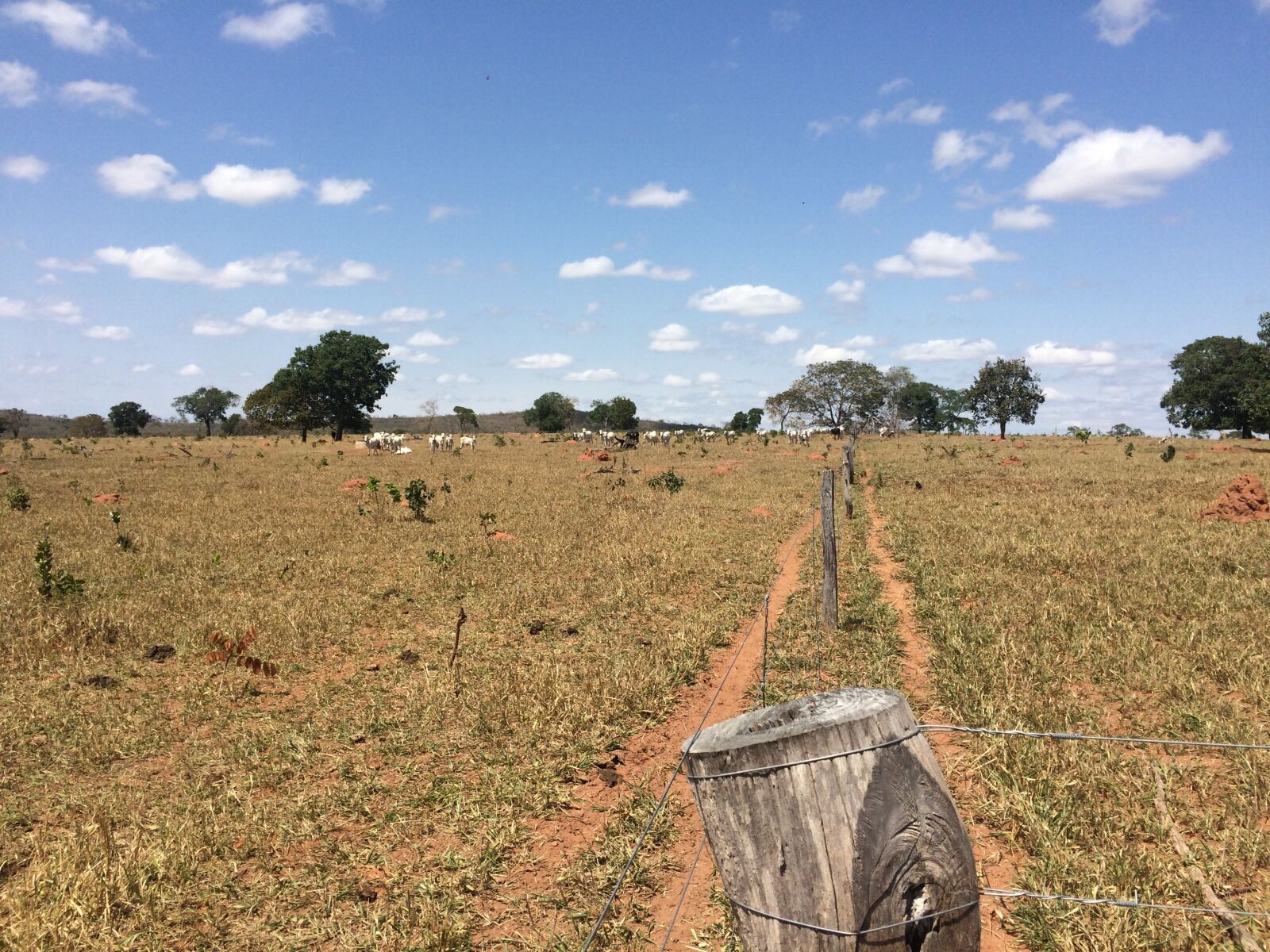 iPhone 5s back camera 4.15mm f/2.2 sample photo. Dry, pasture, livestock photography