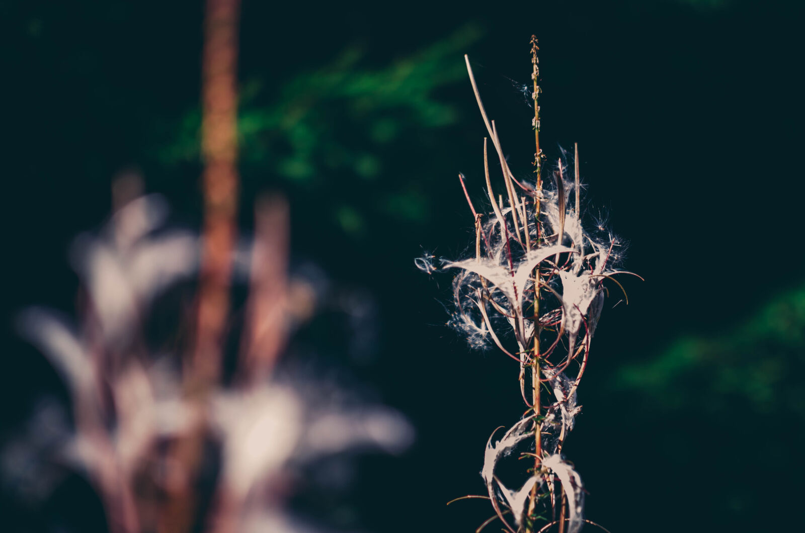 Nikon D5100 + Nikon AF-S DX Nikkor 35mm F1.8G sample photo. Weed, weeds, wildflower photography