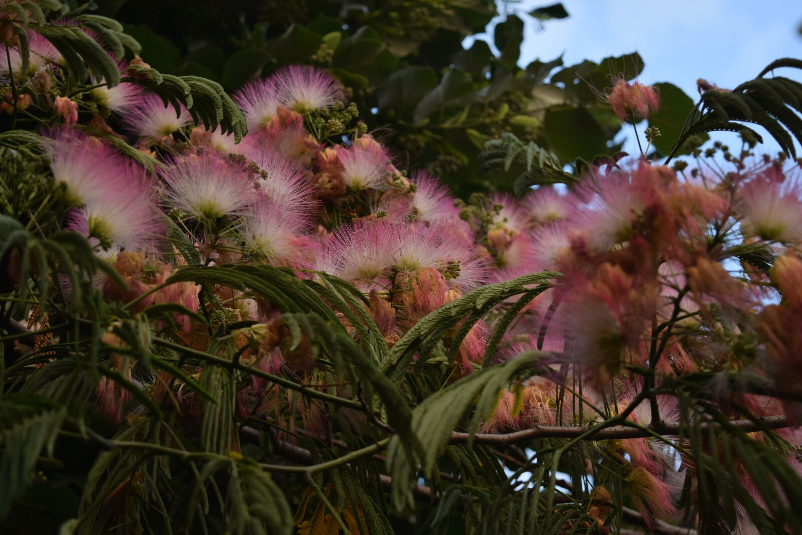 Nikon D5300 sample photo. Flowers, multicolour, fans photography