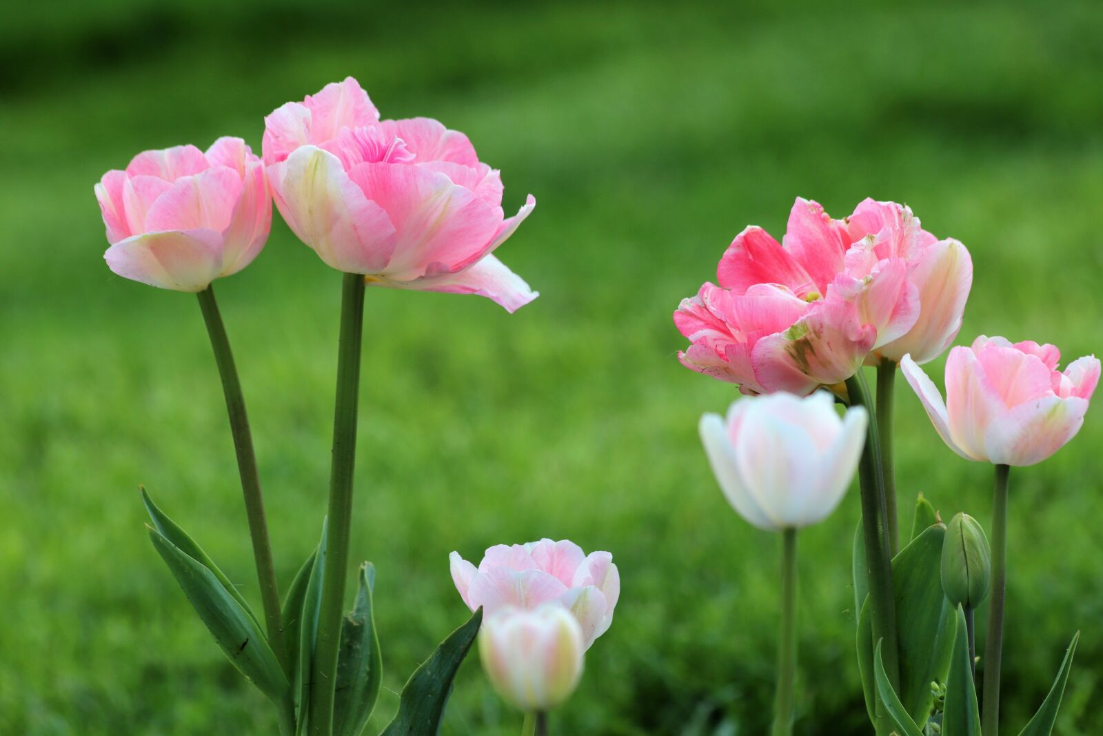Canon EOS 200D (EOS Rebel SL2 / EOS Kiss X9) sample photo. Spring flowers, pink tulips photography