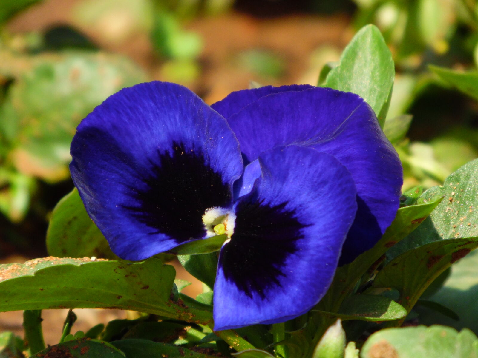 Samsung WB1100F/WB1101F/WB1102F sample photo