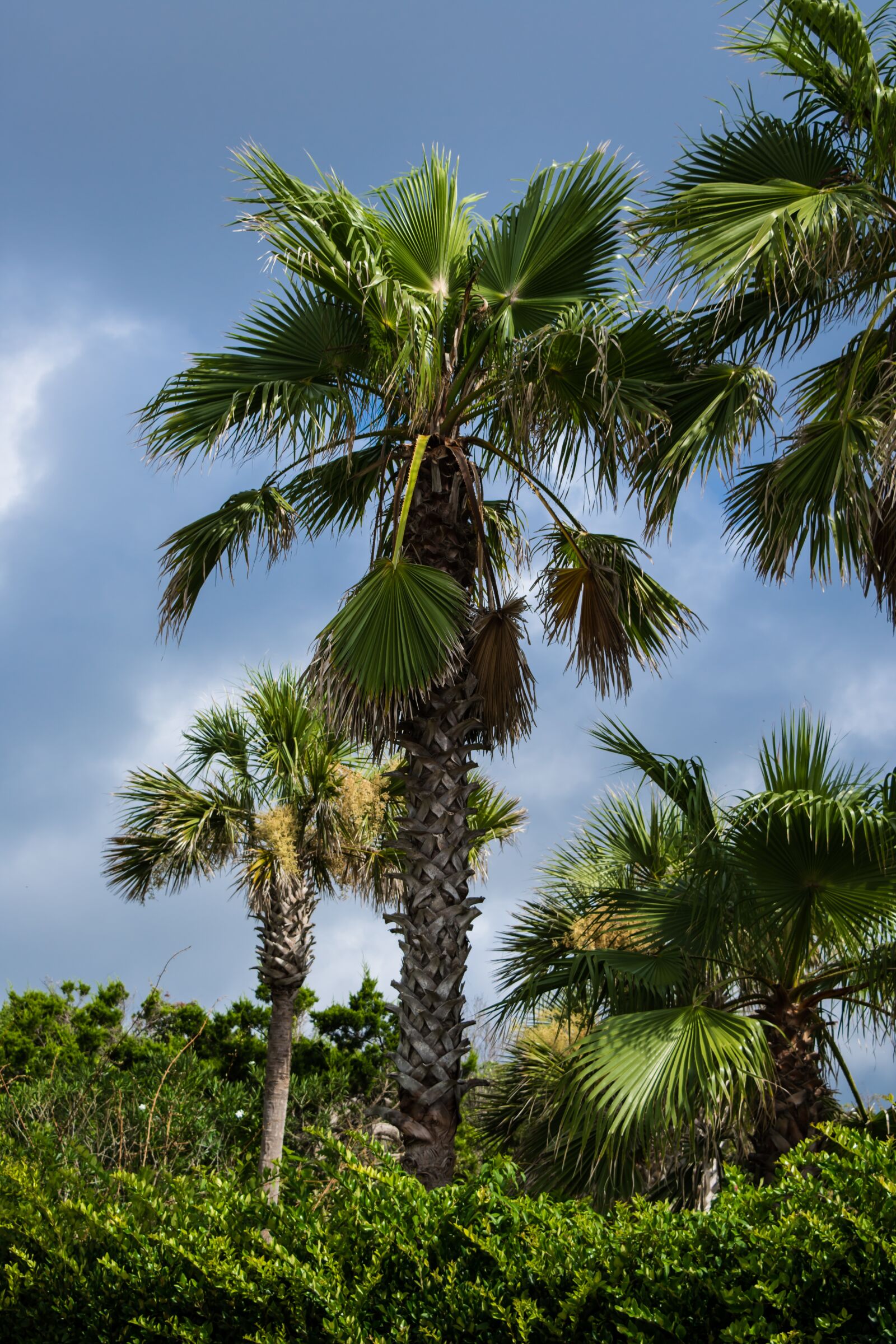 Nikon D7200 sample photo. Palm tree, beach, tropical photography