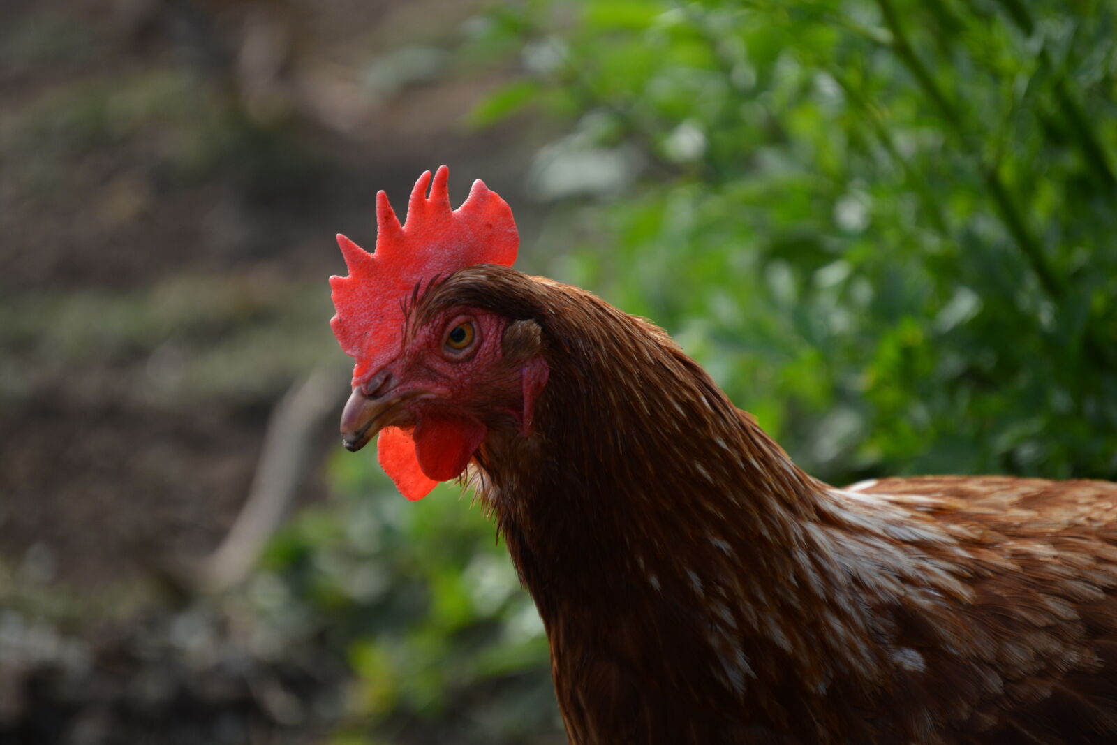 Nikon D5200 sample photo